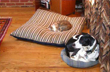 cat in dog's bed, dog in cat's bed