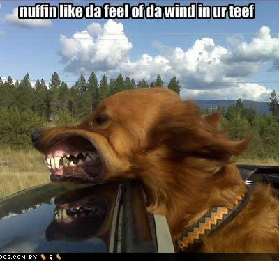 dog in wind