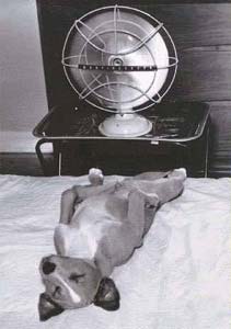 dog keeping cool in front of a fan