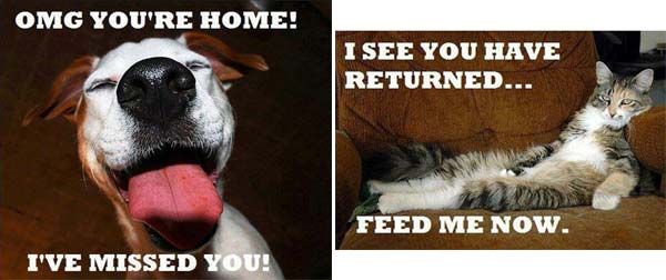 funny dog and cat pic
