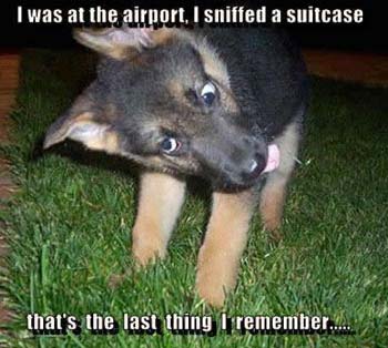 funny dog pic sniffer dog