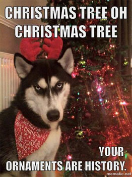 Funny &amp; Cute Christmas Dog Pics