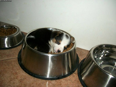 cute puppy asleep in food bowl