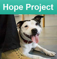 Hope Project - Helping Homeless Dogs & Owners