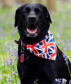 Dog Bandanas