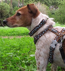 red dingo dog harness