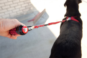 which dog lead is best