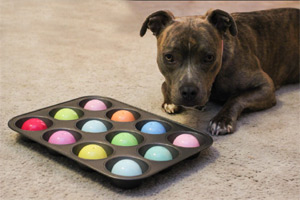 Brain Games For Dogs DIY 