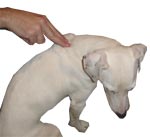 deaf dogs hand signal for come