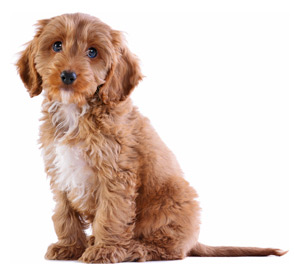 How to Care for Your Cockapoo Puppy  
