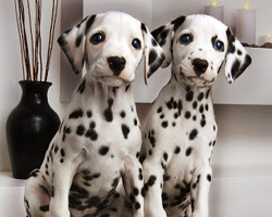 why are dalmatians deaf? 2