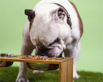 Human Foods Dogs Can & Can't Eat Over the Holidays