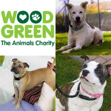 wood green dogs