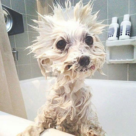 how can i make my dogs bath more enjoyable