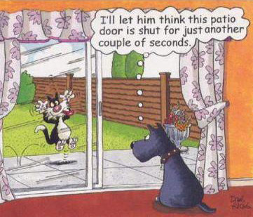 funny dog and cat cartoons