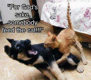funny cat attack