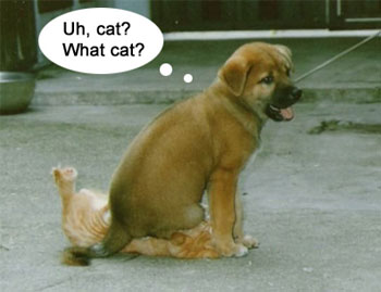funny images of cats and dogs