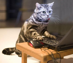 typing master cat