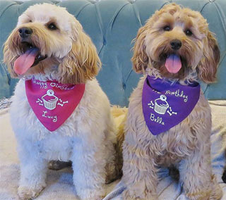 personalised dog bandanas uk