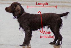 measuring for dog cooling coat