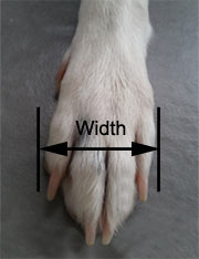 Measure dog paw width for dog socks