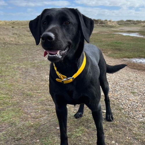 Biothane Waterproof Dog Collar - Yellow