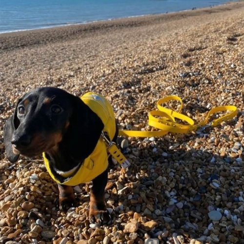 Biothane Waterproof Dog Lead - Yellow