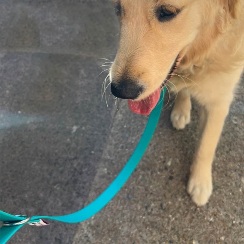 Biothane Waterproof Dog Lead - Teal