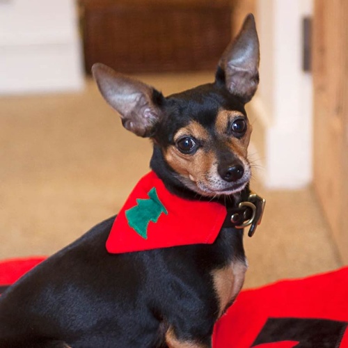 Christmas Dog Bandana - Xmas Tree