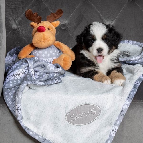 Dog Blanket & Reindeer Toy Gift Set