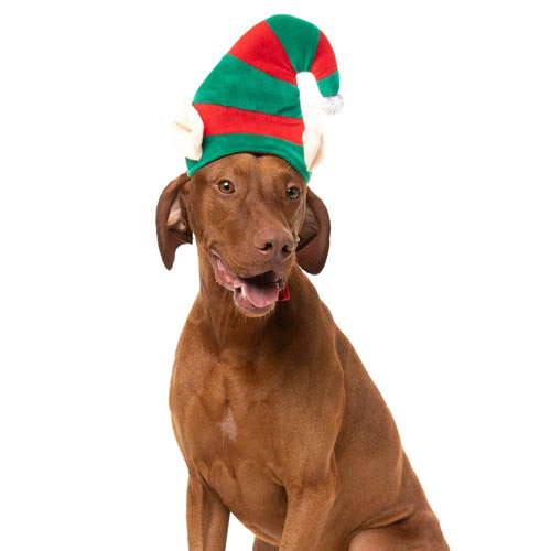 Christmas Dog Hats