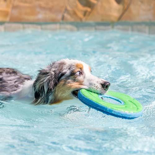 Chuckit Zipflight Dog Frisbee