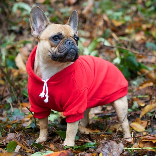 Classic Plain Dog Hoodie