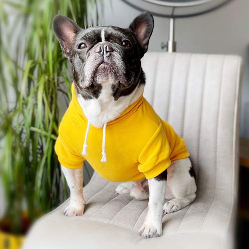 Classic Plain Dog Hoodie