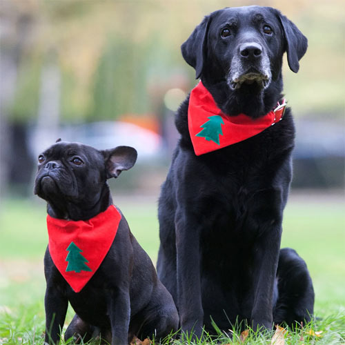 Christmas Dog Bandana - Xmas Tree