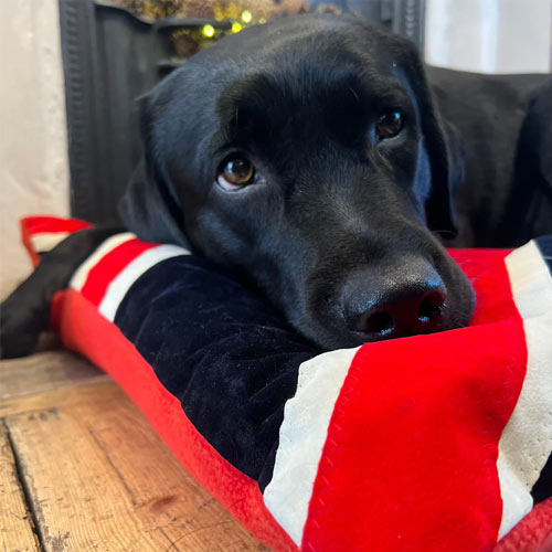 Doza Dog Cushion Union Jack