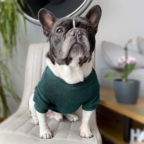 Fleece Dog Sweatshirt