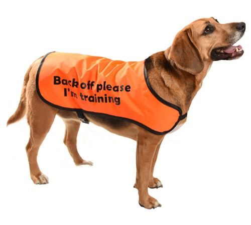 dog warning coats