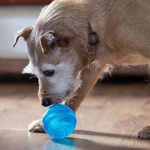 Interactive Dog Treat Toys | Boredom Busters & Puzzles
