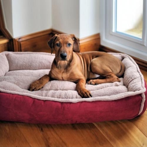 Large Cradle Dog Bed | Medium to Large Dog Breeds | D for Dog