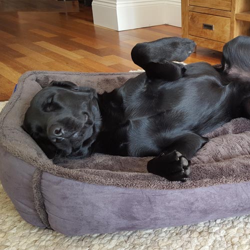 Large Cradle Dog Bed