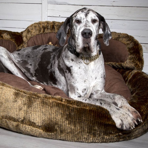 Scruffs Grizzly Bear & Cub Dog Bed