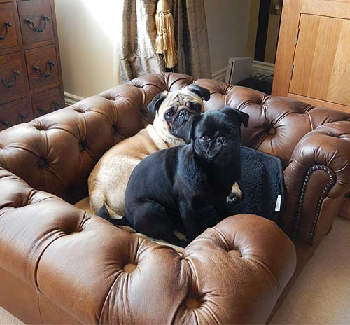 pet sofas dogs