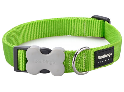 green dog collar and leash