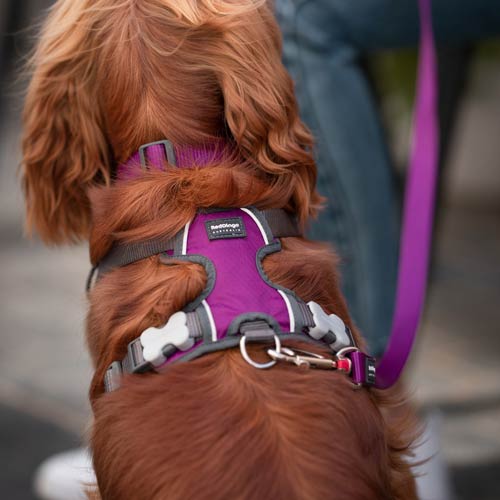 Red Dingo Padded Dog Harness - Purple