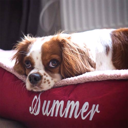 Personalised Dog Bed - Cradle