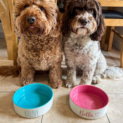 Personalised Dog Bowl - Colour Pop