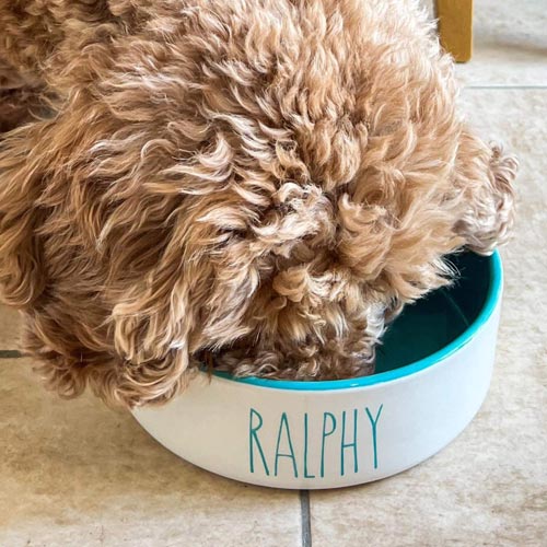 Personalised Dog Bowl - Colour Pop