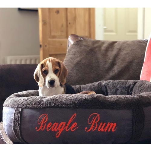 Personalised Dog Bed - Donut