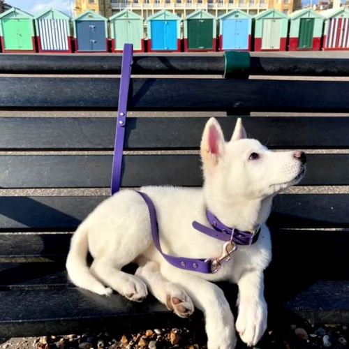 Biothane Waterproof Dog Collar - Purple